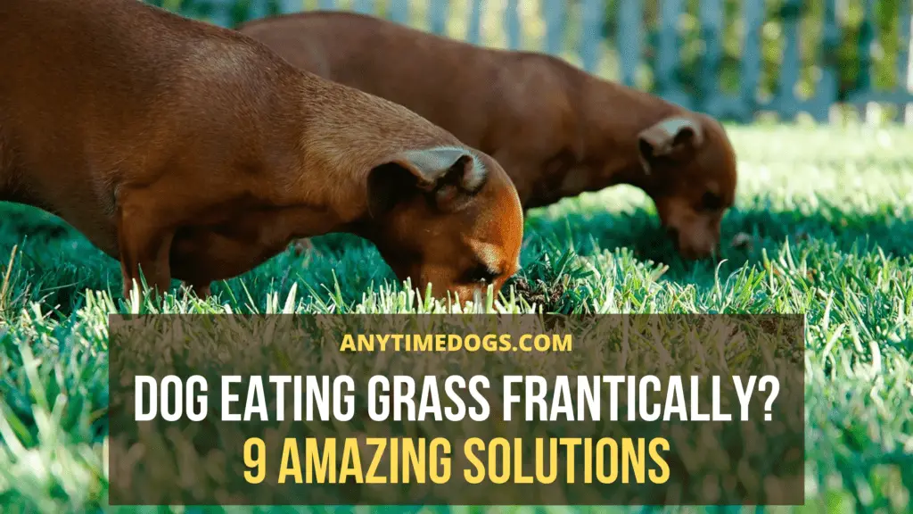 Dog Eating Grass Frantically