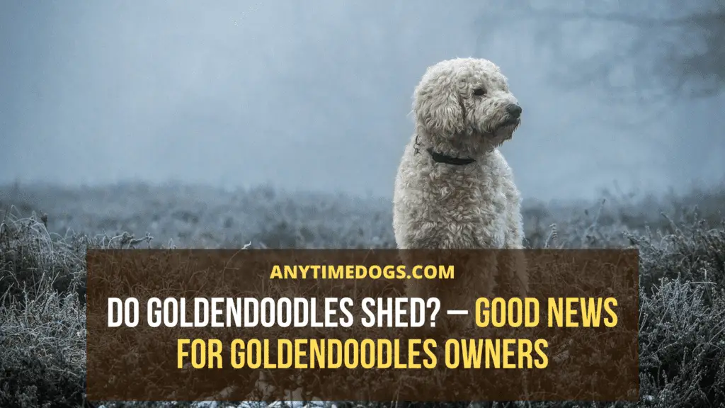 Do Goldendoodles Shed
