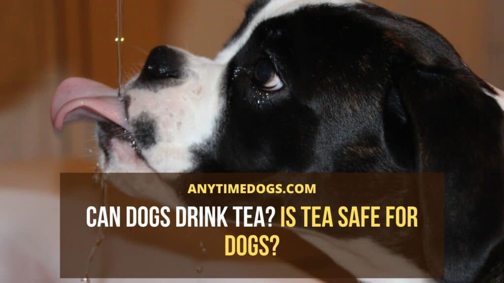 Can Dogs Drink tea