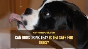Can Dogs Drink Tea? Is Tea Safe For Dogs? AnyTimeDogs