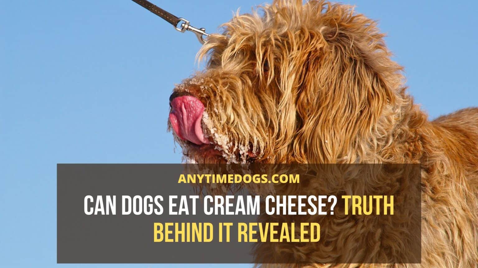 Can Dogs Eat Cream Cheese? Truth Behind It Revealed AnyTimeDogs