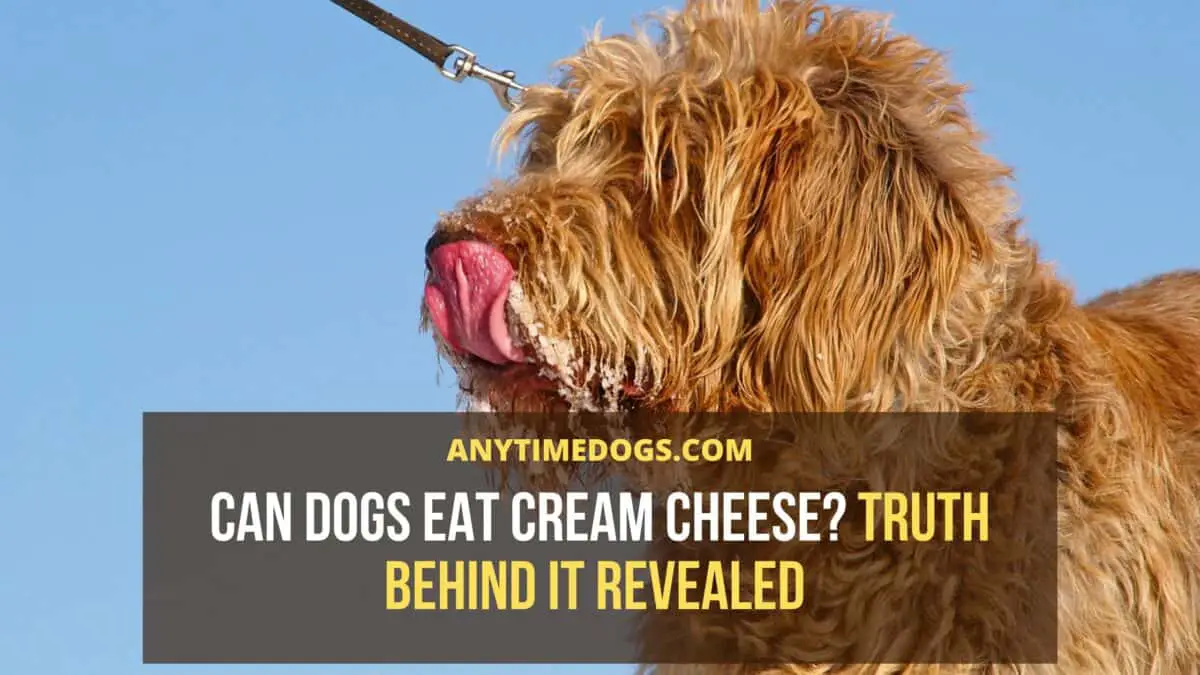 Can Dogs Eat Cream Cheese? Truth Behind It Revealed AnyTimeDogs