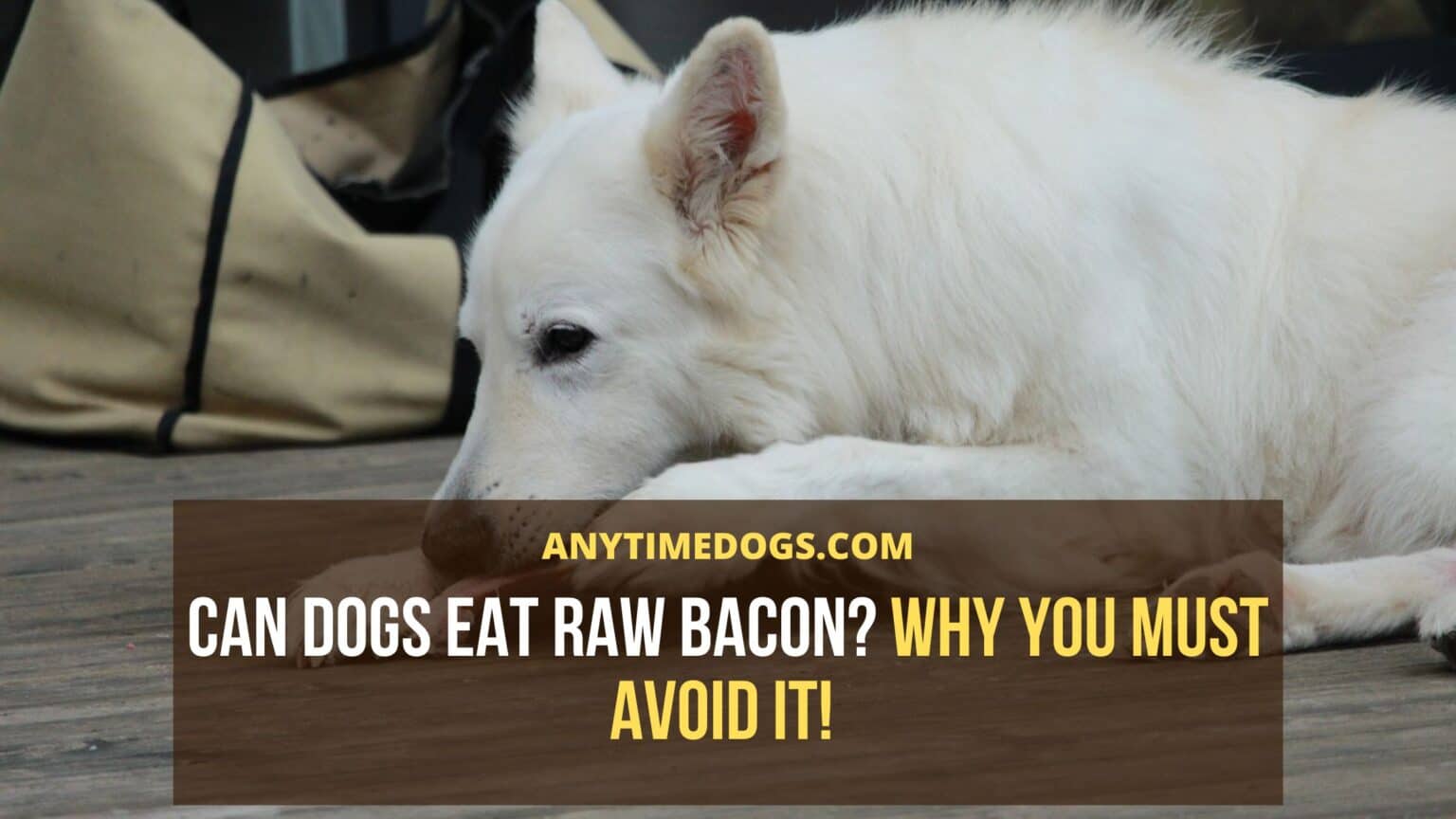 Can Dogs Eat Raw Bacon? Why You Must Avoid It! AnyTieDogs