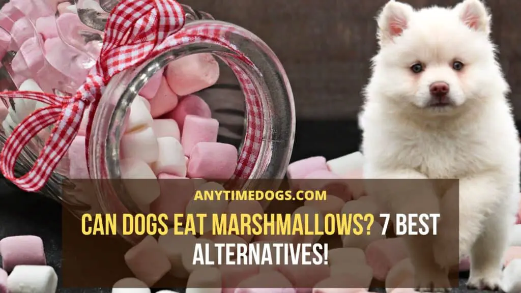 Can dogs eat marshmallows