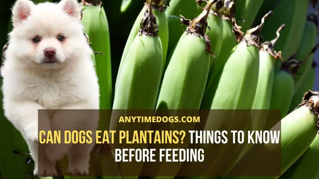 Can dogs eat plantains