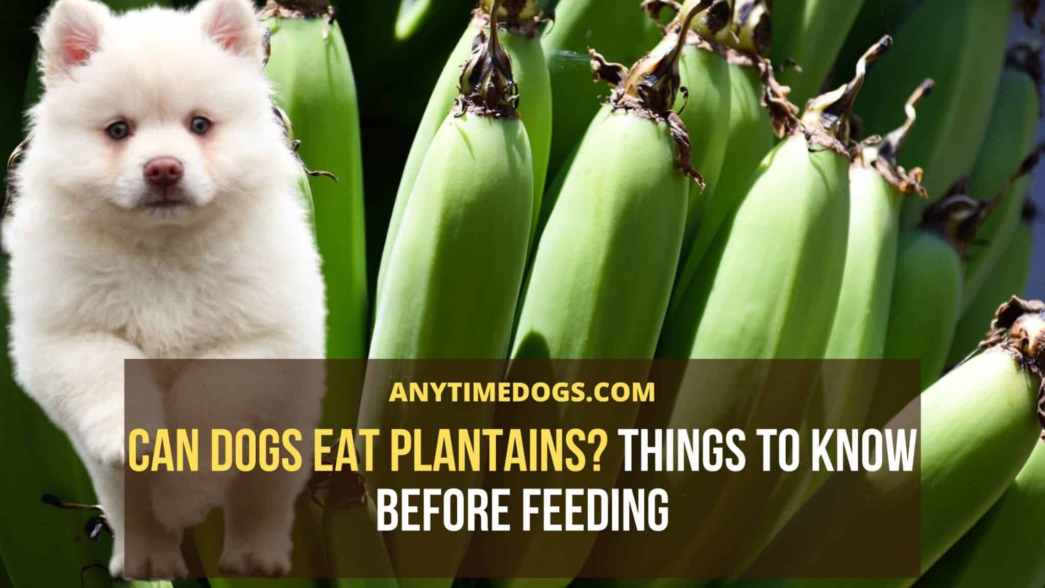 Can Dogs Eat Plantains? Things To Know Before Feeding AnyTimeDogs