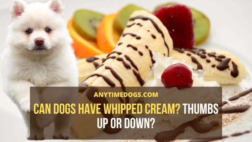 Can dogs have whipped cream