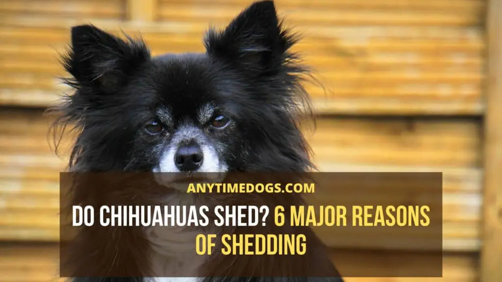 Do Chihuahuas Shed