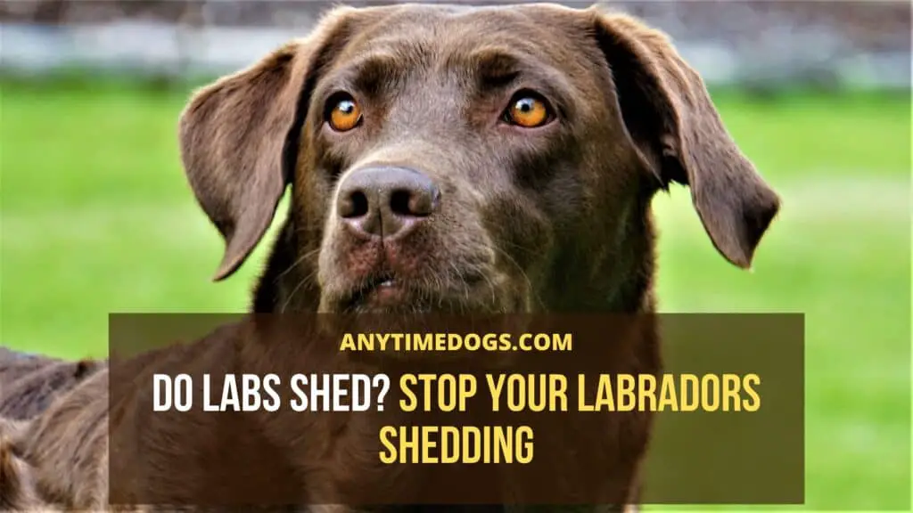 Do Labs Shed