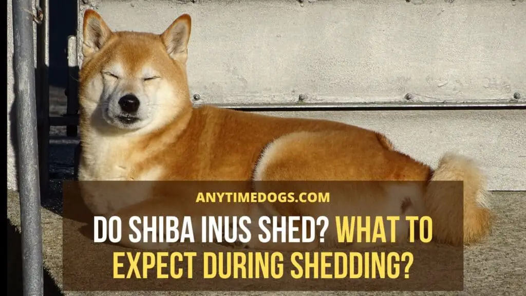 Do Shiba Inus Shed