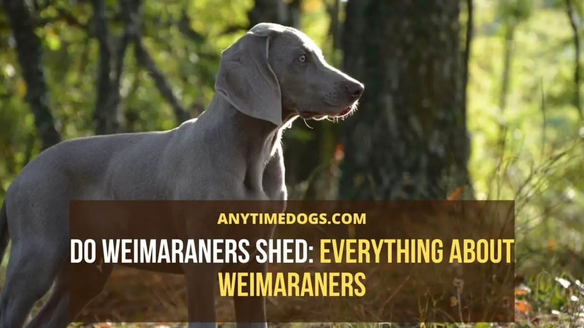 long haired weimaraner shedding