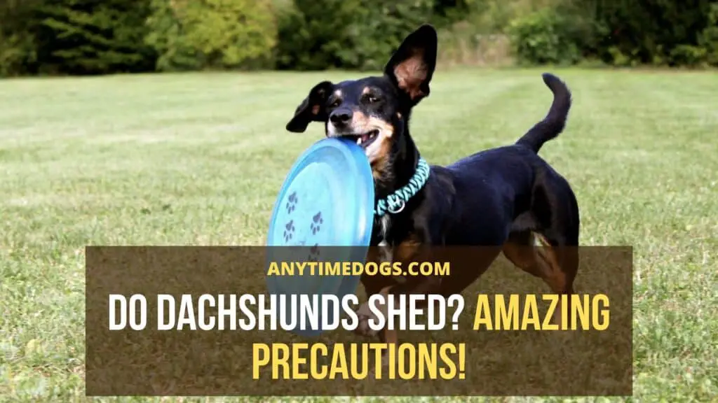 Do dachshunds shed