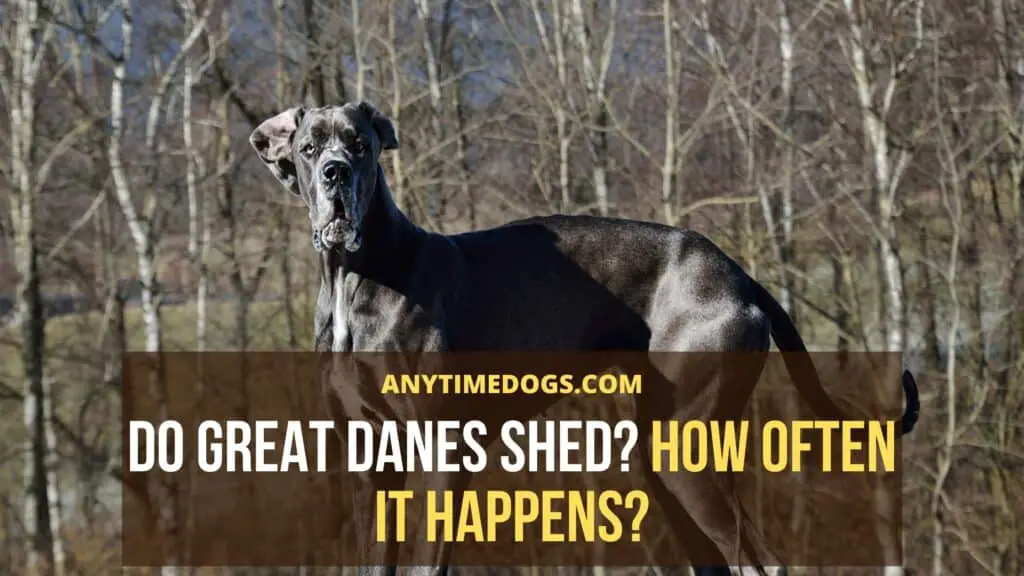 Do great danes shed