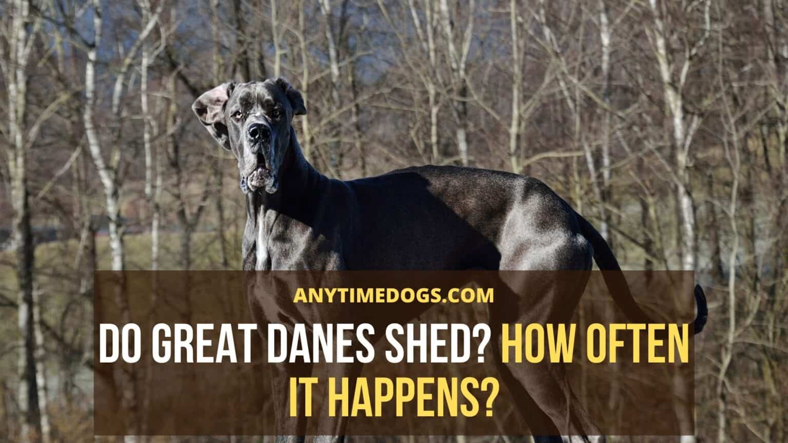 Do Great Danes Shed? How Often It Happens? AnyTimeDogs