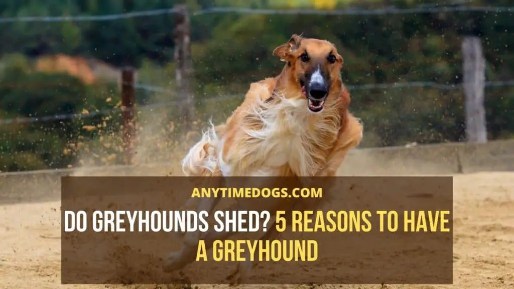 Do greyhounds shed