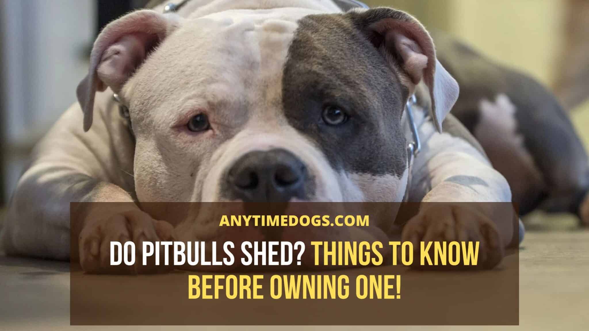 Do Pitbulls Shed? Things To Know Before Owning One! AnyTimeDogs