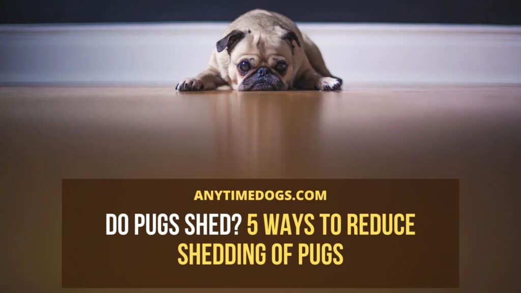 Do pugs shed