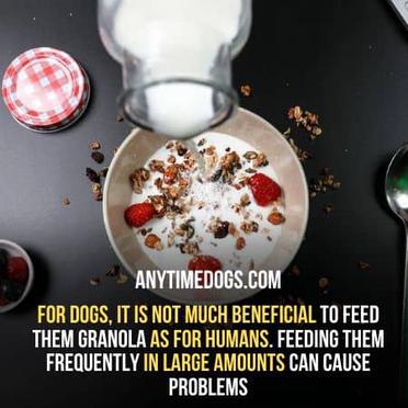 is granola good for dogs to eat