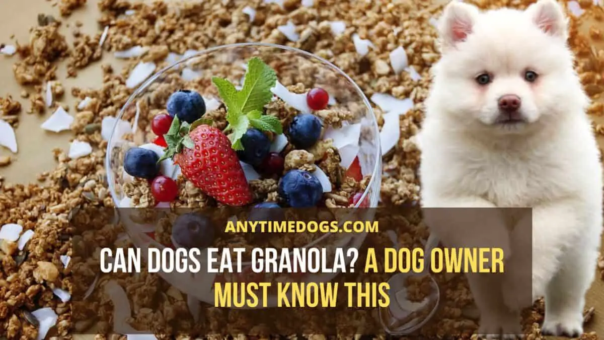 is granola good for dogs to eat