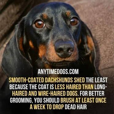 how much do dachshunds shed