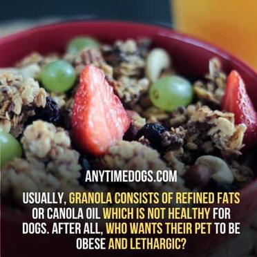 is granola good for dogs to eat