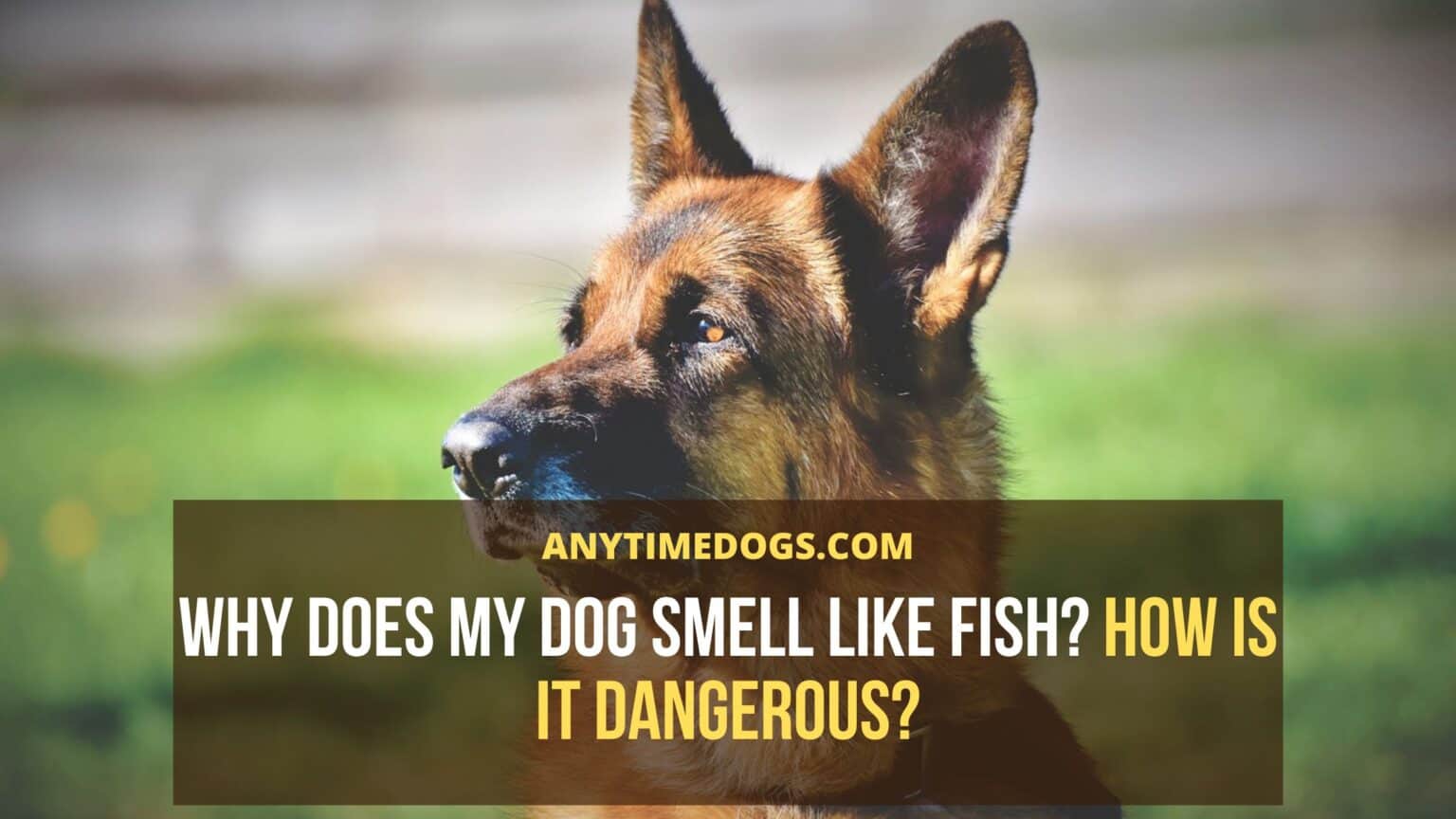 Why Does My Dog Smell Like Fish? How Is It Dangerous? AnyTimeDogs