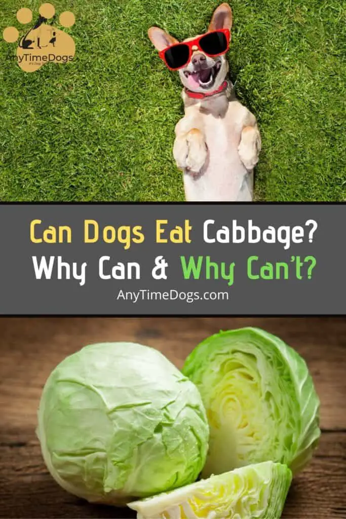 Can Dogs Eat Cabbage? Why Can & Why Can't? AnyTimeDogs