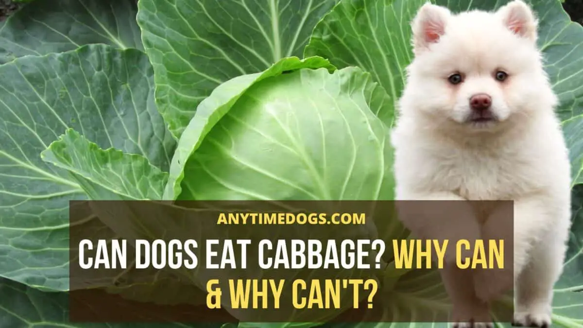 Can Dogs Eat Cabbage? Why Can & Why Can't? AnyTimeDogs