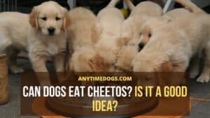 Can Dogs Eat Cheetos? Is It A Good Idea? - AnyTimeDogs