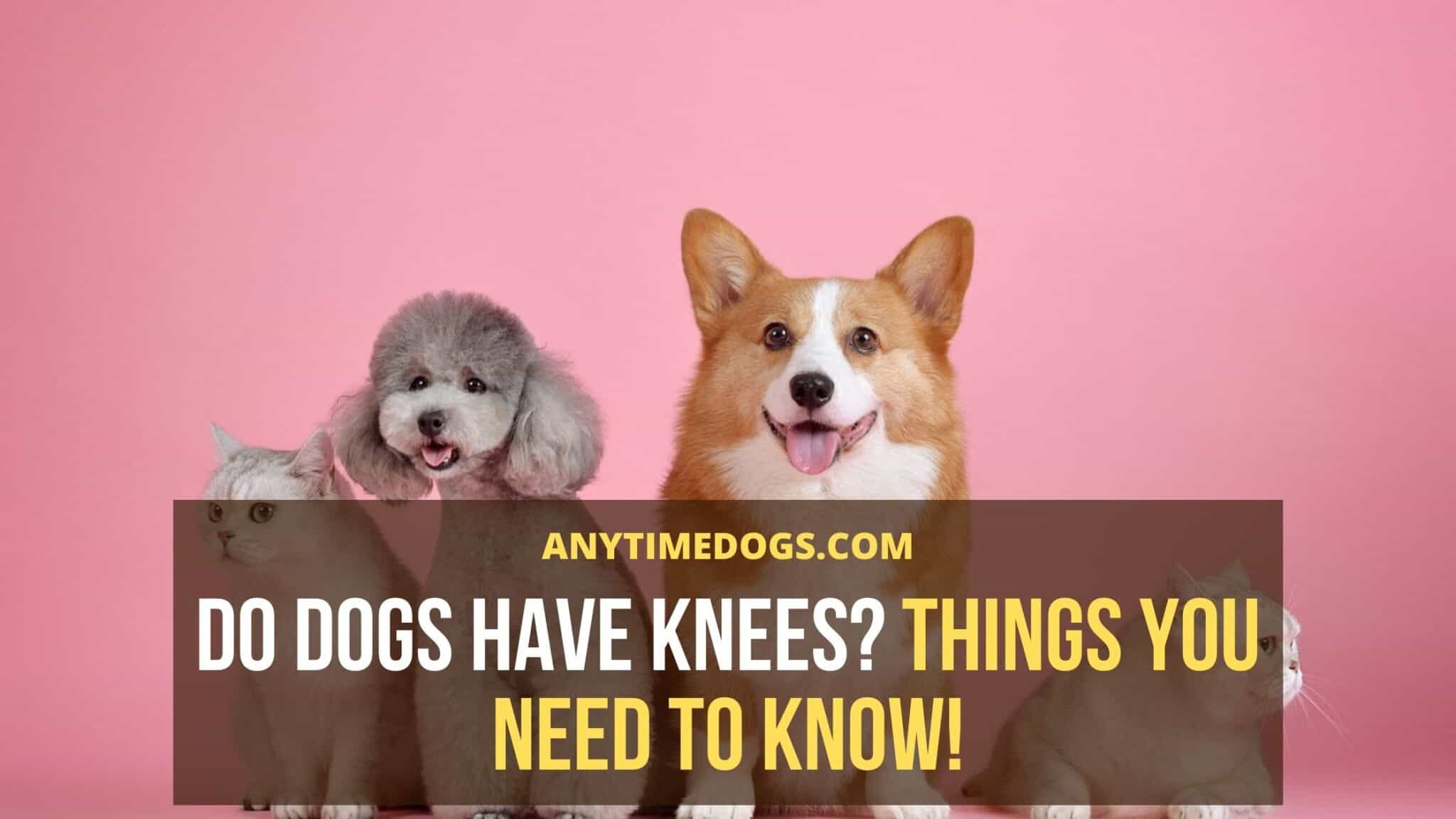 Do Dogs Have Knees? Things You Need To Know! AnyTimeDogs