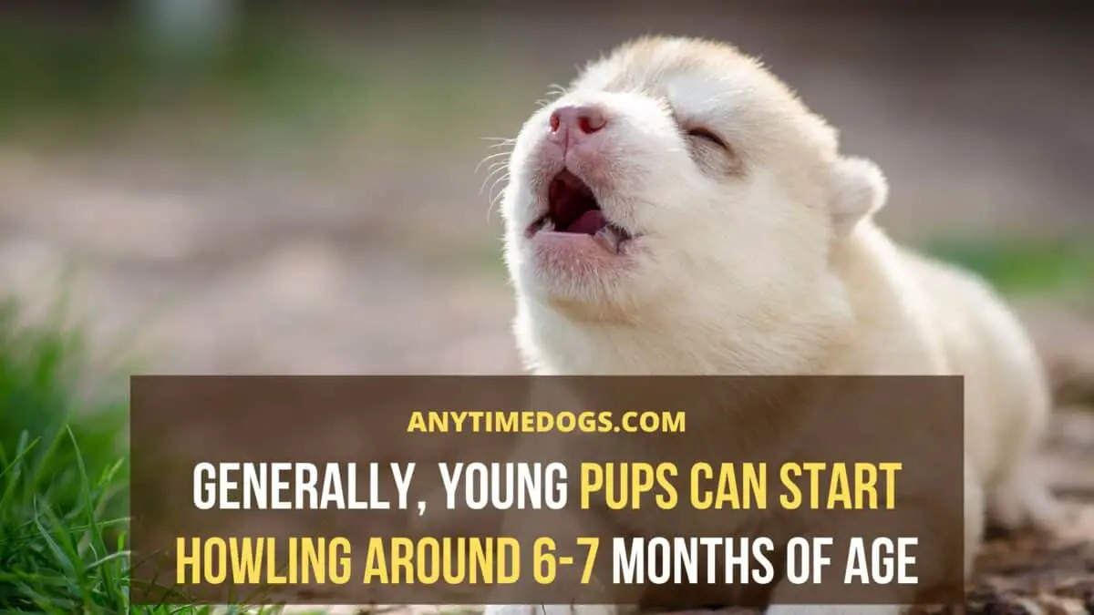 Generally, young pups can start howling around 6-7 months of age