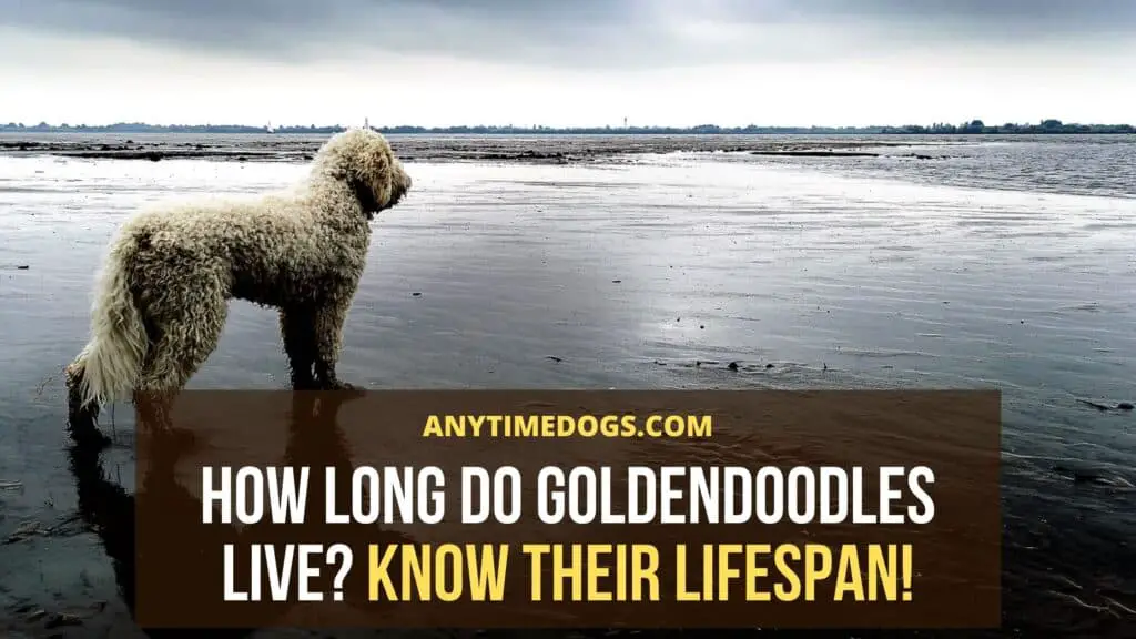 How long do Goldendoodles live