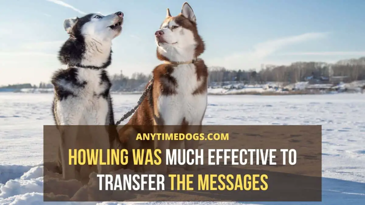 Why Do Huskies Howl: Howling was much effective to transfer the messages