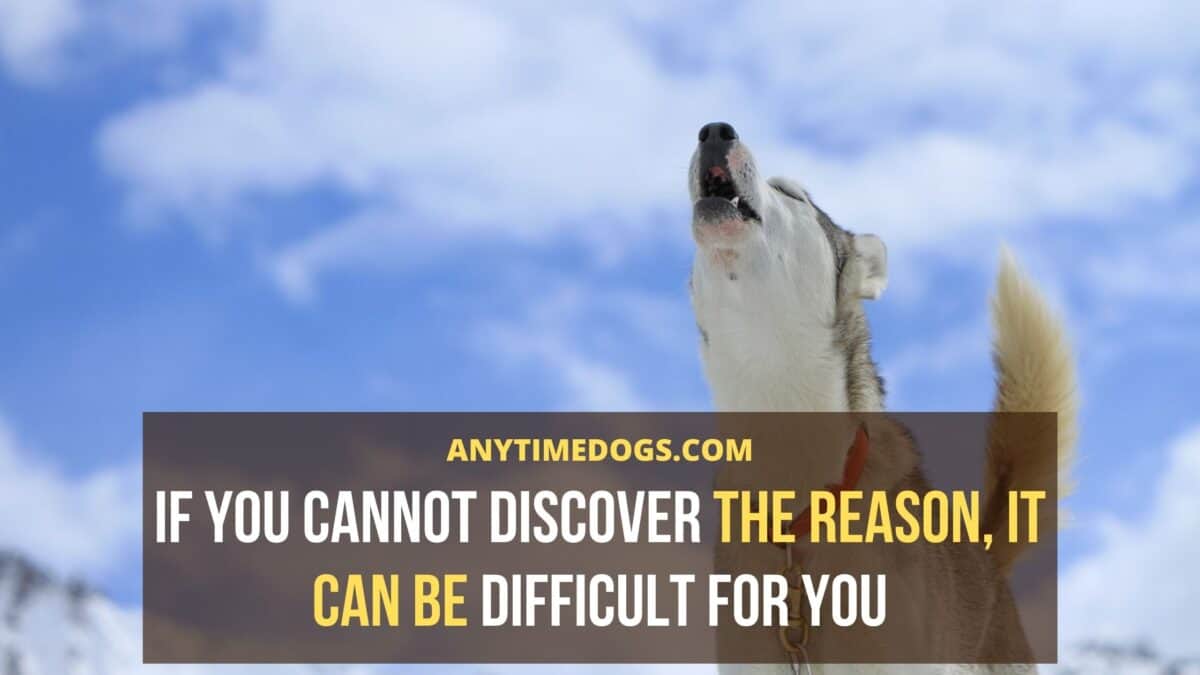 If you cannot discover the reason behind husky howling, it can be difficult for you