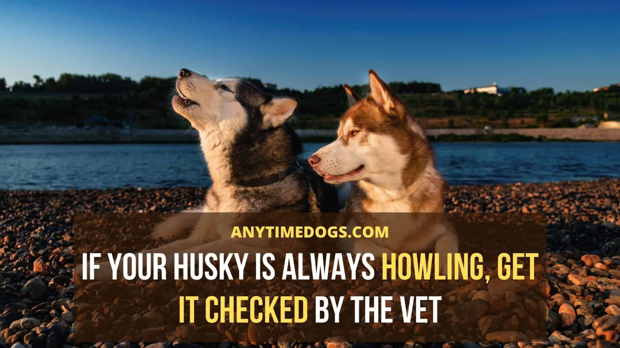 Why Do Huskies Howl 6 Amazing Facts To Know! AnyTimeDogs