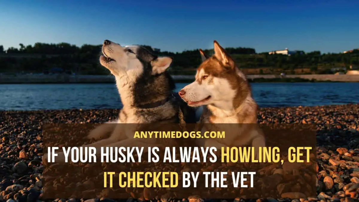 Why Do Huskies Howl: If your husky is always howling, get it checked by the vet