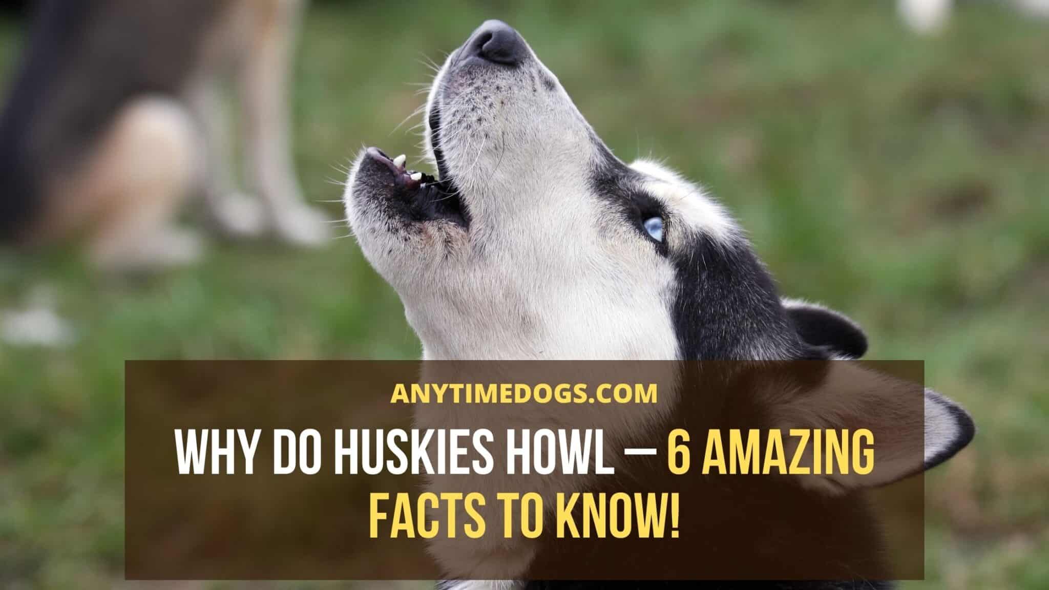 Why Do Huskies Howl 6 Amazing Facts To Know! AnyTimeDogs