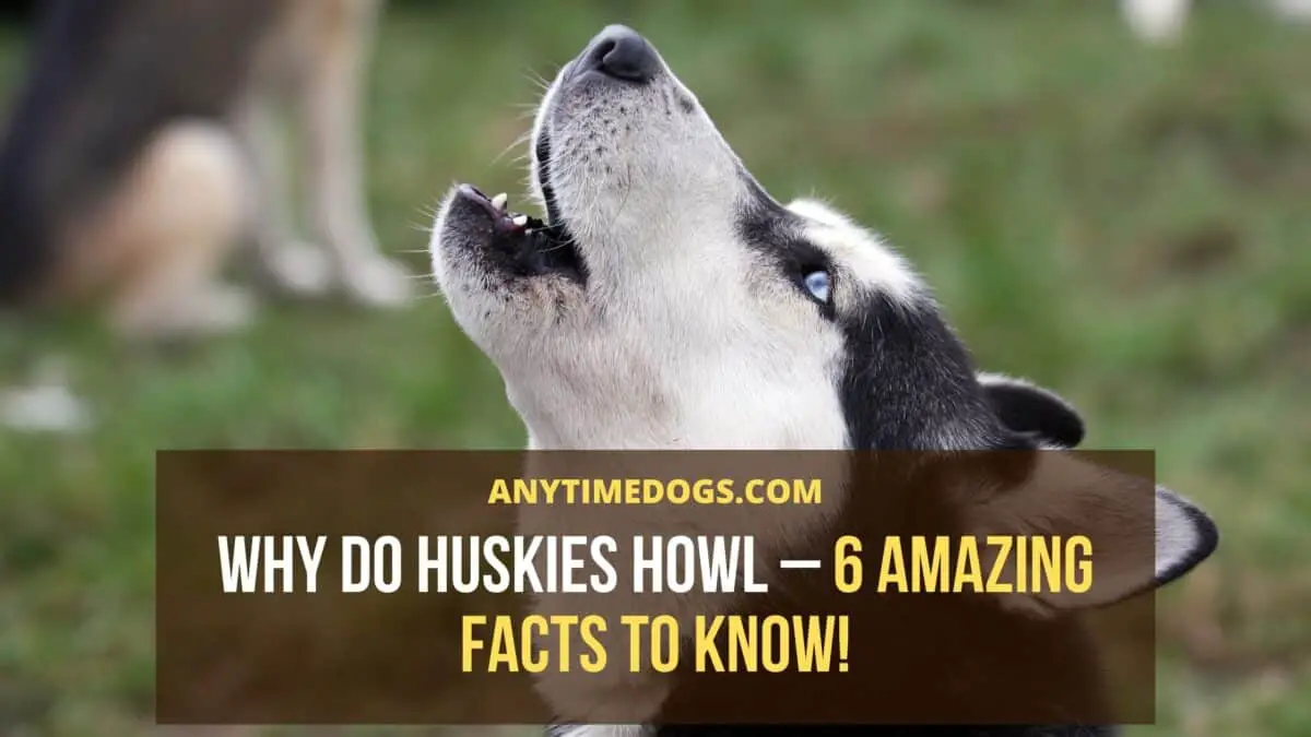 Why Do Huskies Howl 6 Amazing Facts To Know! AnyTimeDogs