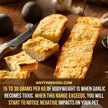 15 to 30 grams per kg of bodyweight of dogs is when garlic becomes toxic