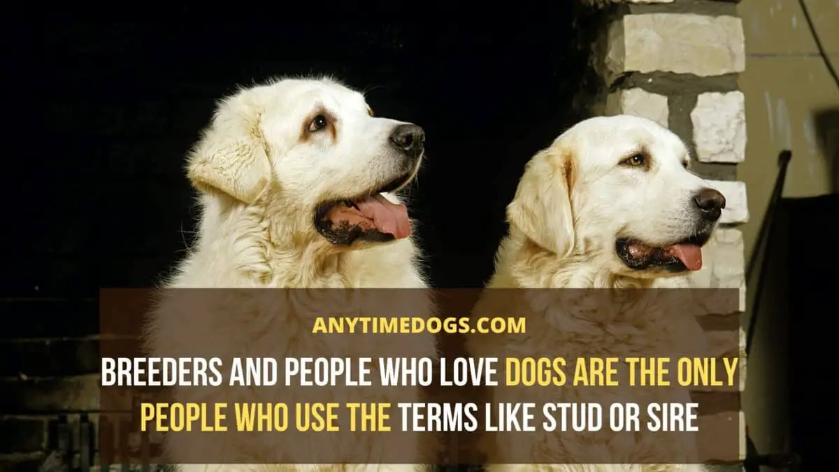 Breeders and people who love dogs are the only people who use the terms like stud or sire
