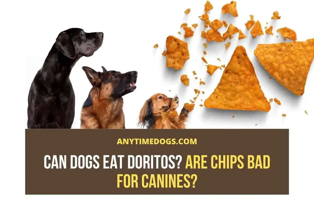 are doritos safe for dogs