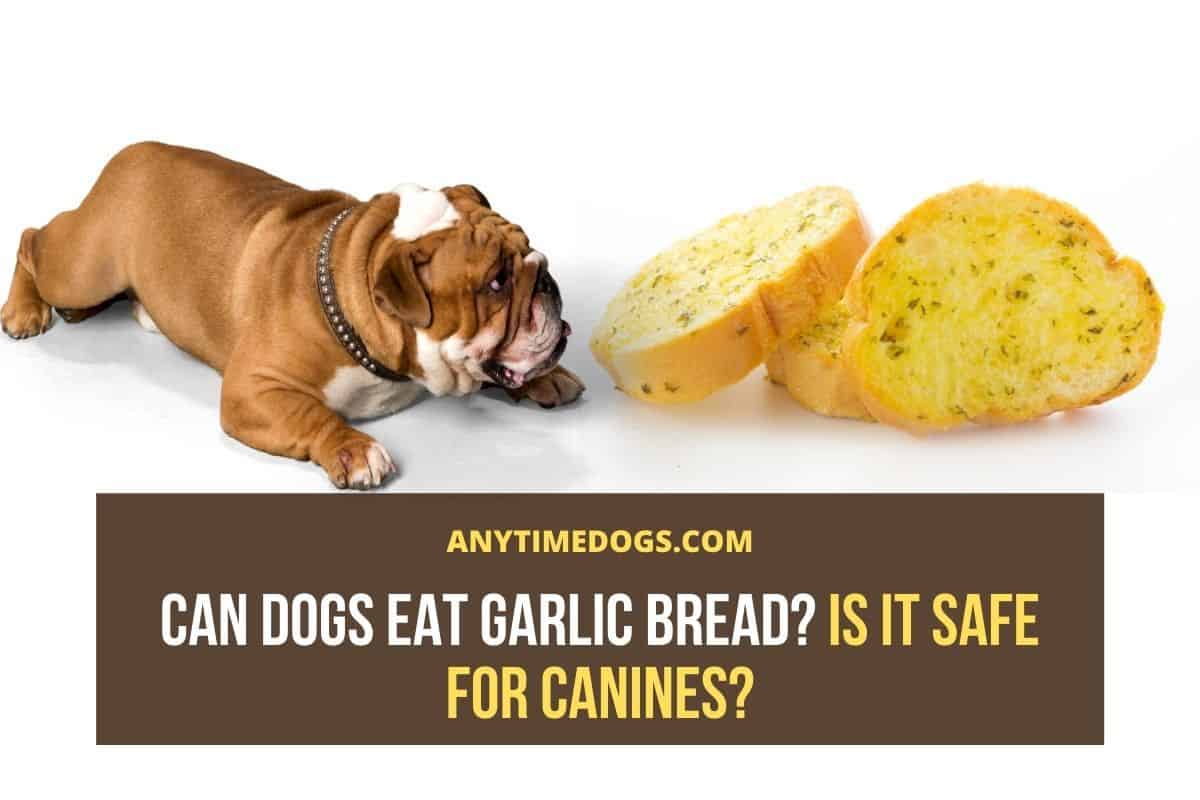 can dogs eat food with garlic