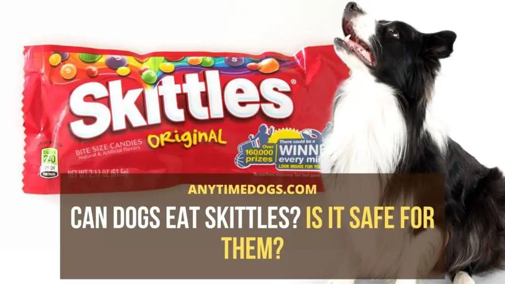 Can Dogs Eat Skittles? Is It Safe For Them? - AnyTimeDogs