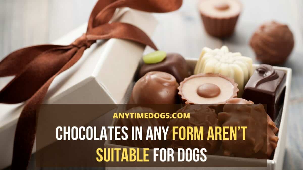 Can Dogs Eat Skittles: Chocolates in any form aren’t suitable for dogs