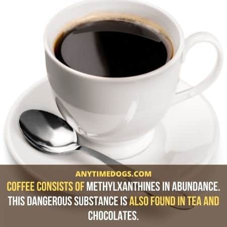 Coffee consists of methylxanthines in abundance