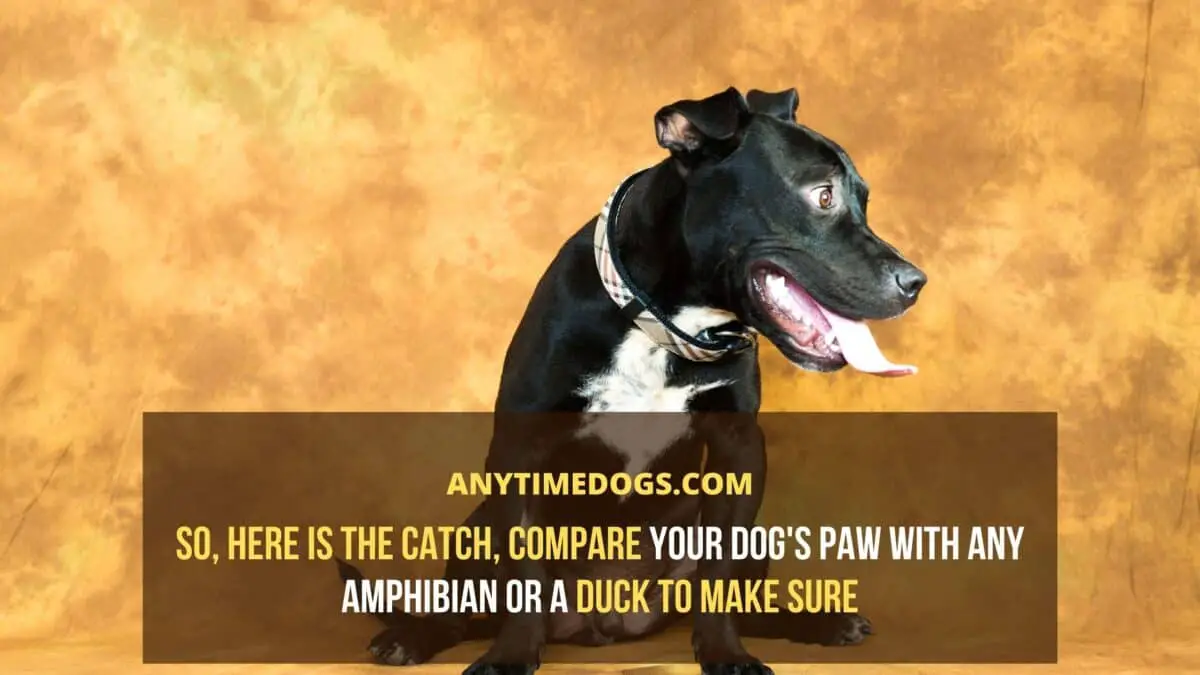 Compare your pitbulls paw with any amphibian or a duck to make sure they are webbed feet or not