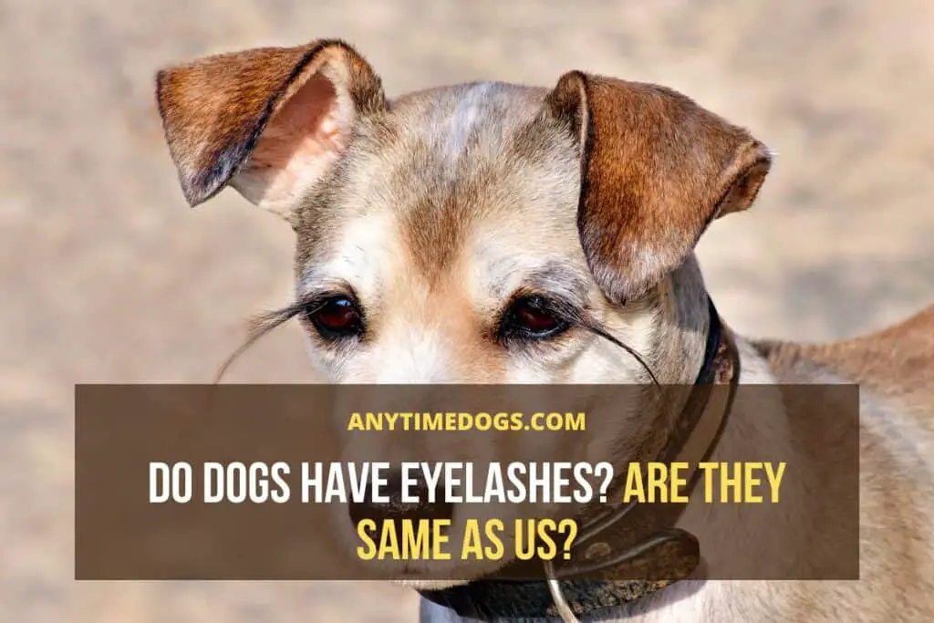 Do Dogs Have Eyelashes