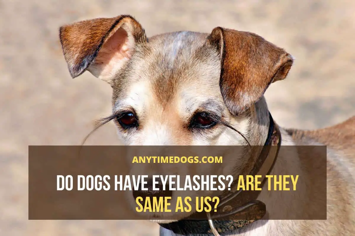 Do Dogs Have Eyelashes? Are They Same As Us? AnyTimeDogs