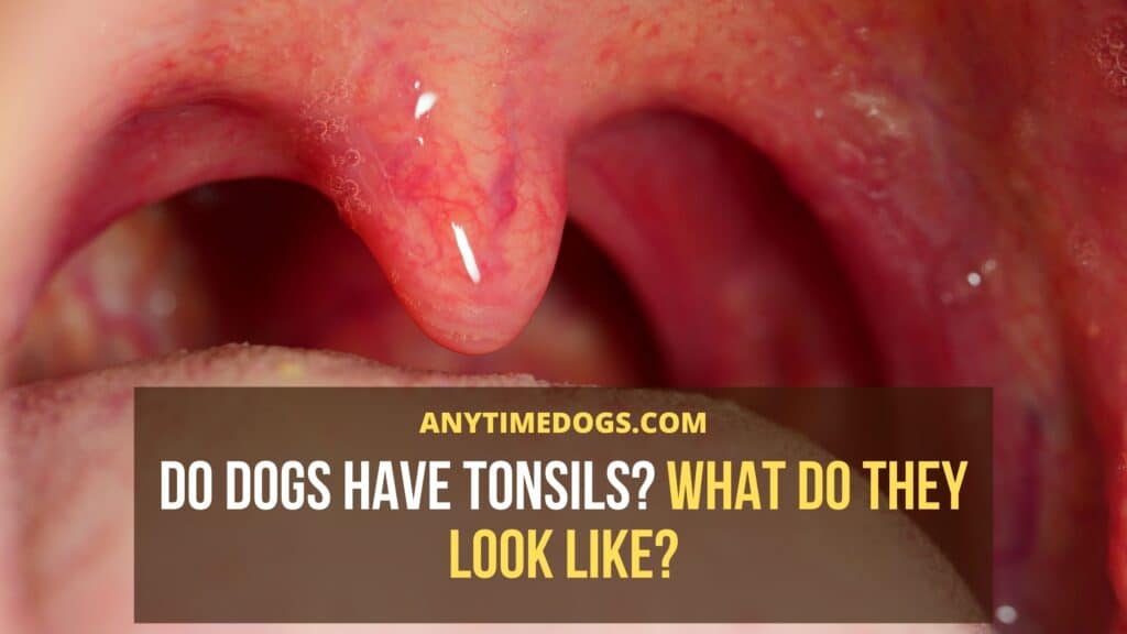 does a dog have tonsils