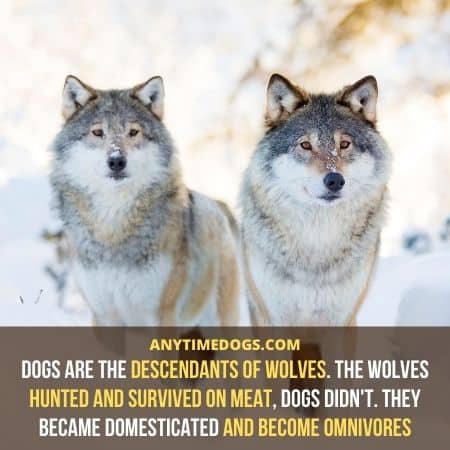 Dogs are the descendants of wolves